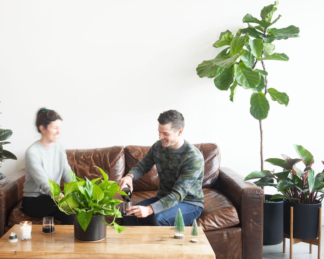 The Psychological Benefits of Plants