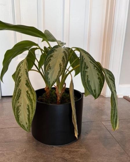 indoor plants picture