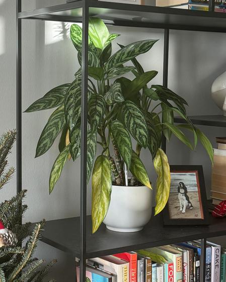 indoor plants picture