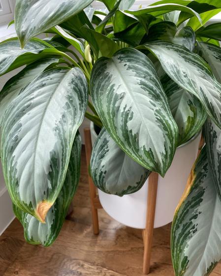 indoor plants picture