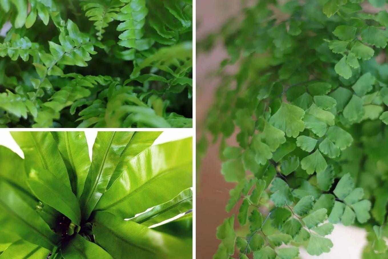 Close up detail shots of various fern varieities