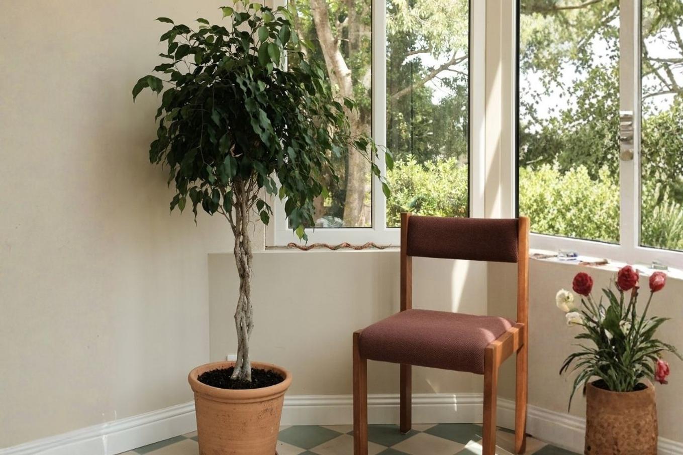 Bright entryway with a Ficus Benjamina tree