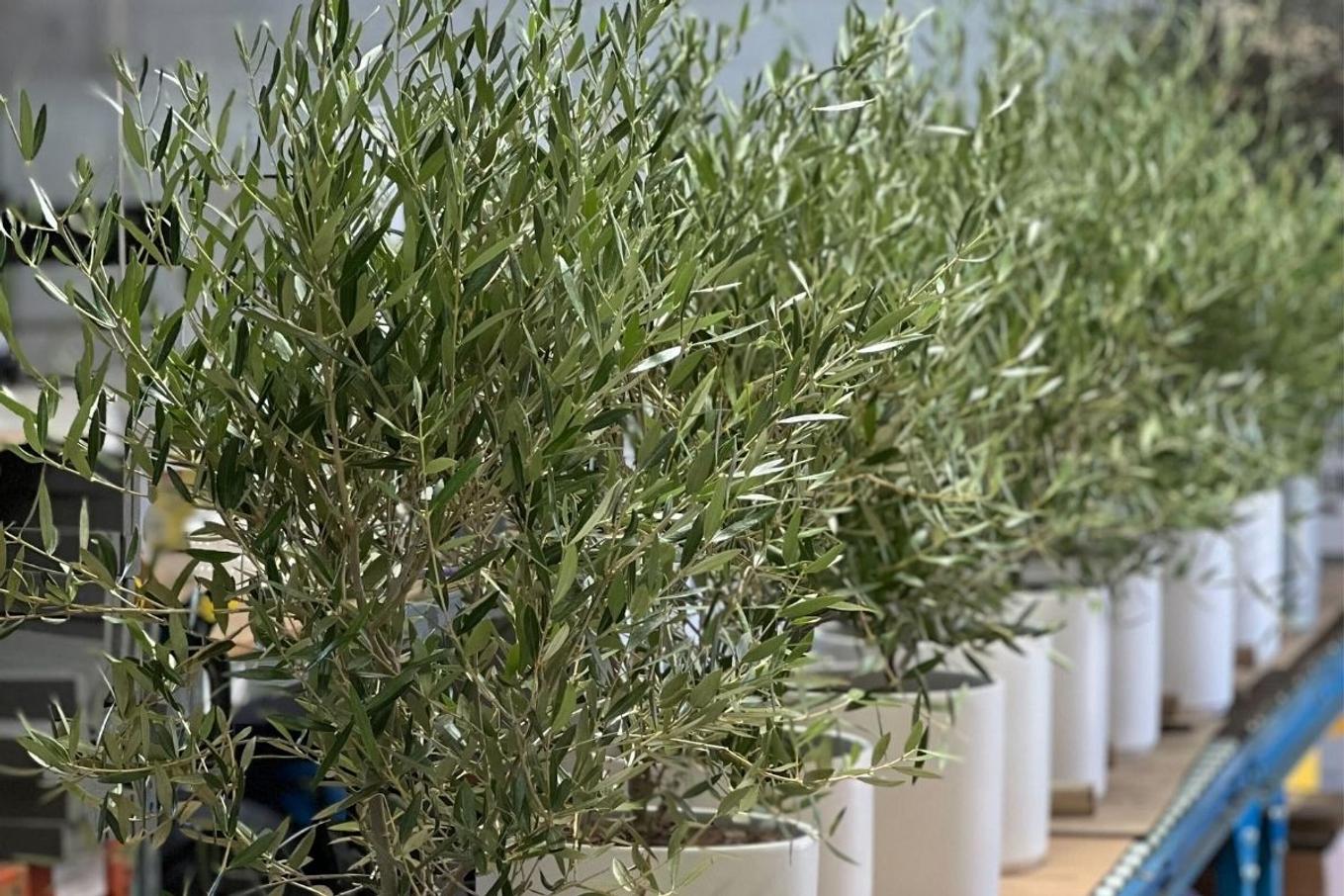 A line of perfectly potted Olive Bushes