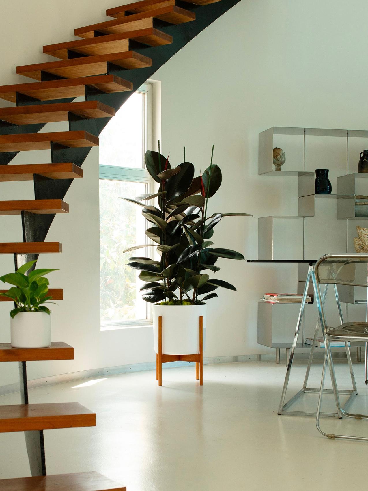 Meilleure plante d'intérieur pour le Scorpion - Ficus Elastica dans une salle à manger moderne