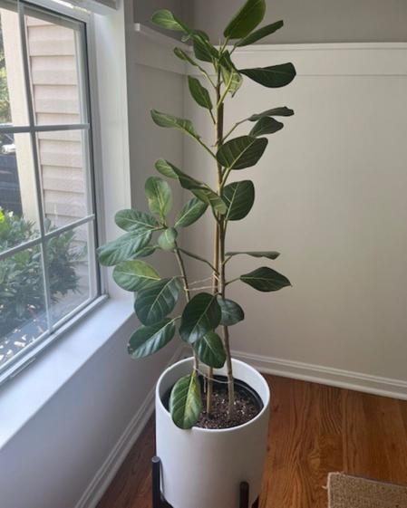 indoor plants picture