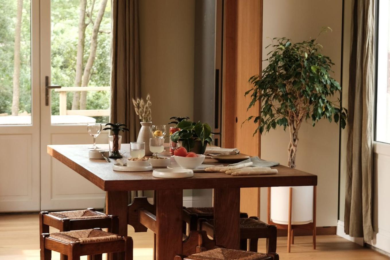 Ficus Bejamina Care Guide