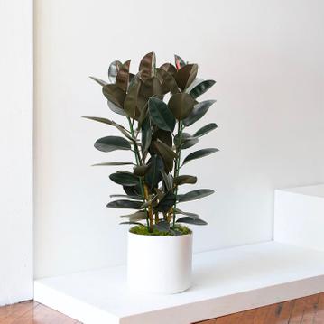 Ficus Elastica Abidjan : guide d'entretien du caoutchouc