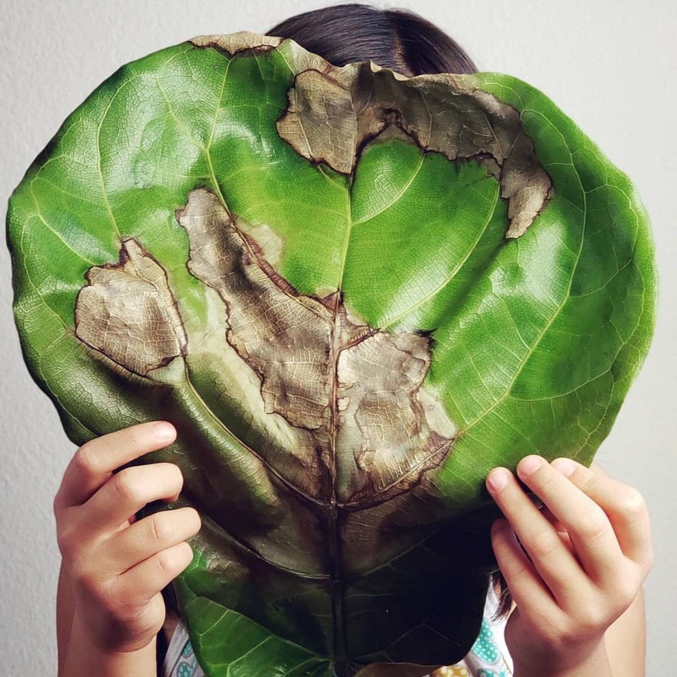 Ficus Lyrata - exemple de brûlure des feuilles