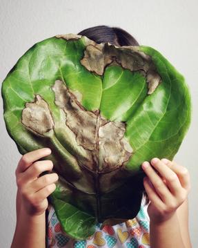 5 causes de brûlure des feuilles de vos plantes - prévention et solutions