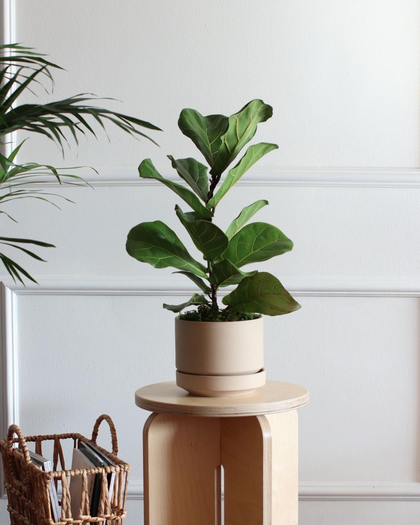 best plant gifts