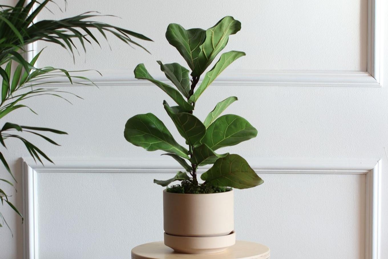The Fiddle Leaf Fig on a wooden pedestal