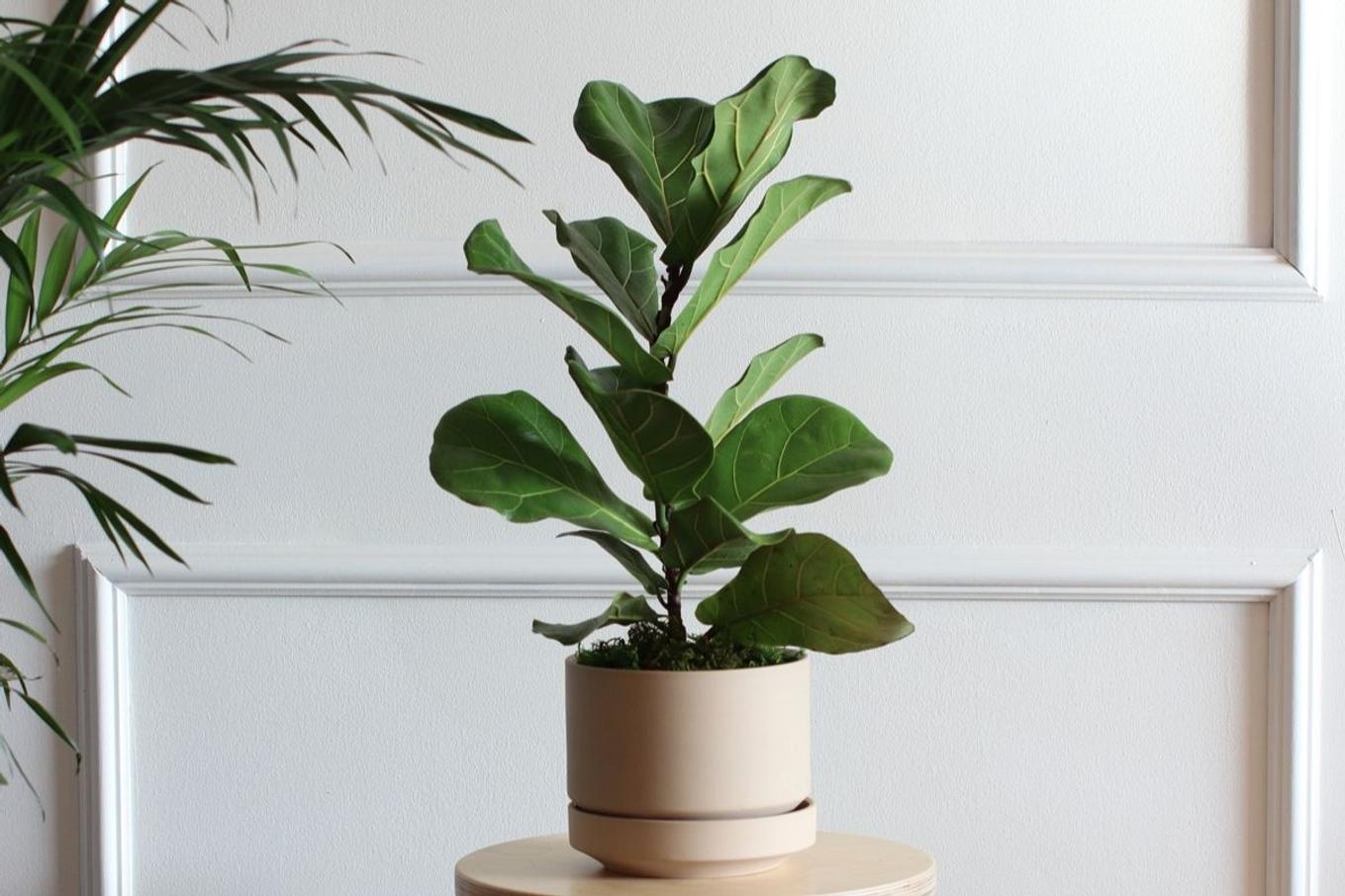 Best plant gifts