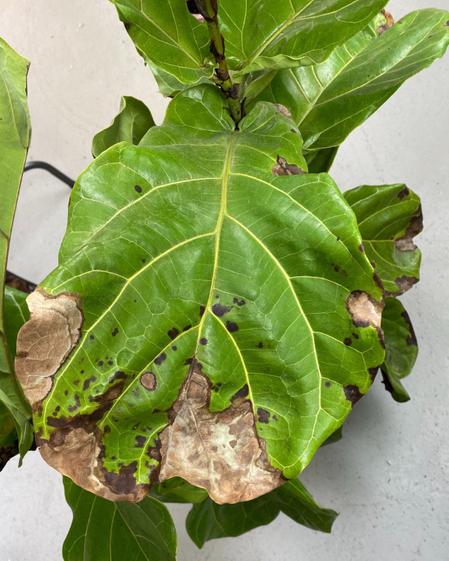 indoor plants picture
