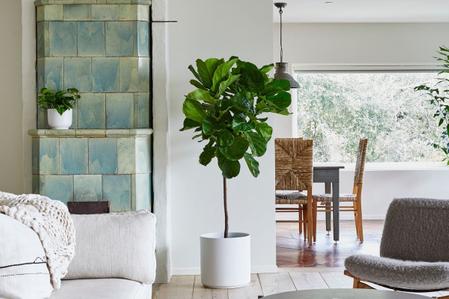 The 10 Commandments of Fiddle Leaf Fig Care