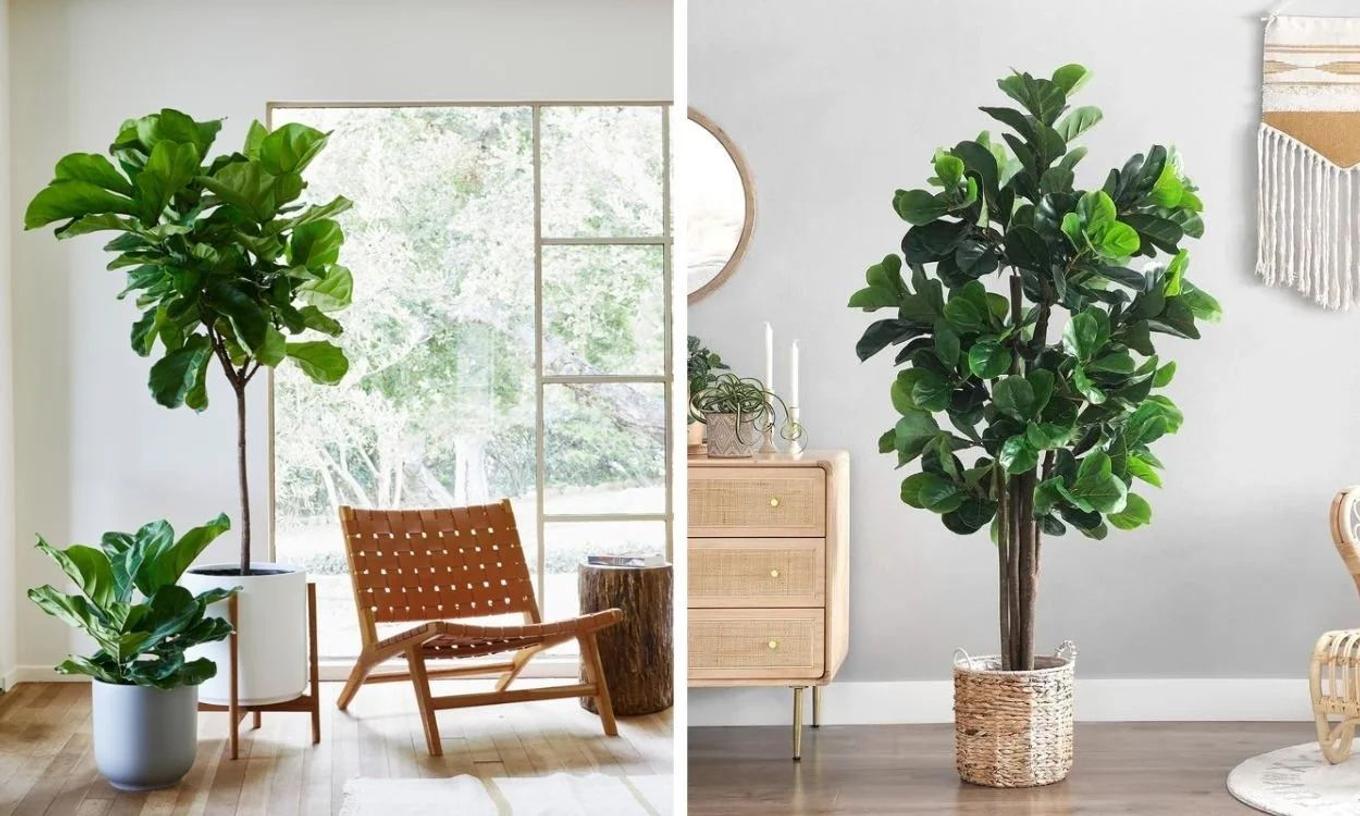 A real Fiddle Leaf Fig vs. fake