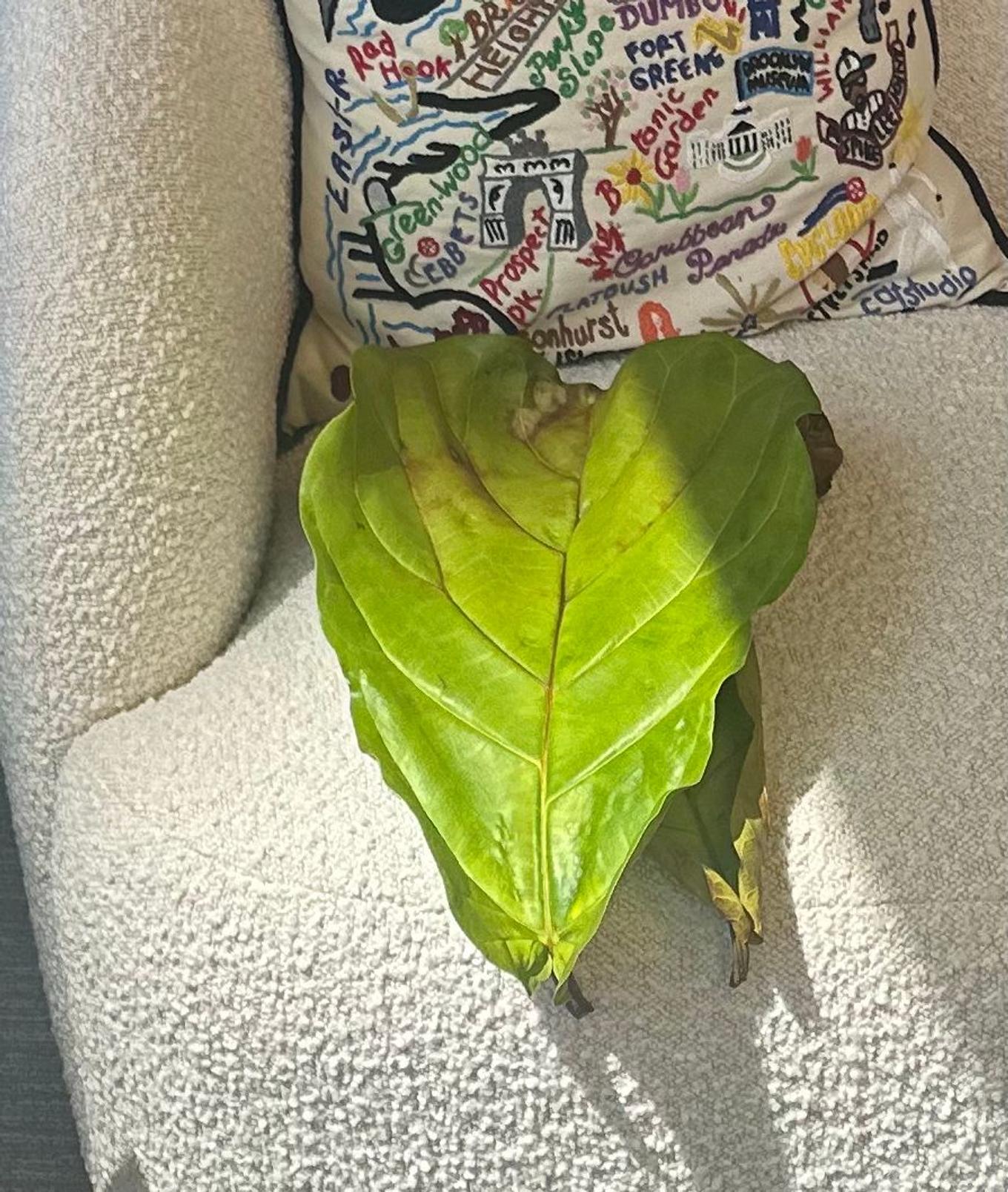 Large fallen fiddle leaf fig leaf lying on a textured white chair with a colorful embroidered pillow in the background.