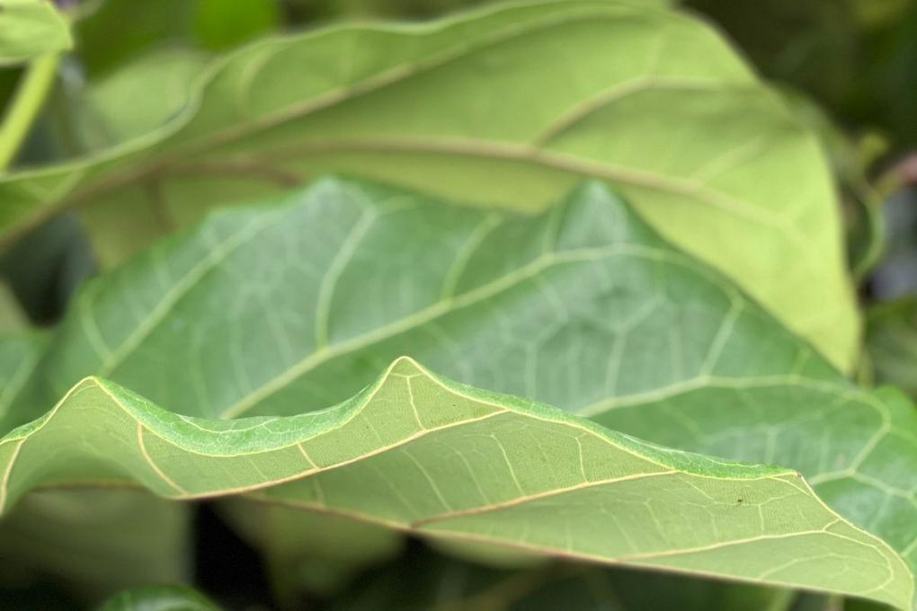 A real Fiddle Leaf Fig's foliage