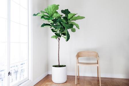 Faux vs. Real: Which Fiddle Leaf Fig Tree Is Right for You?