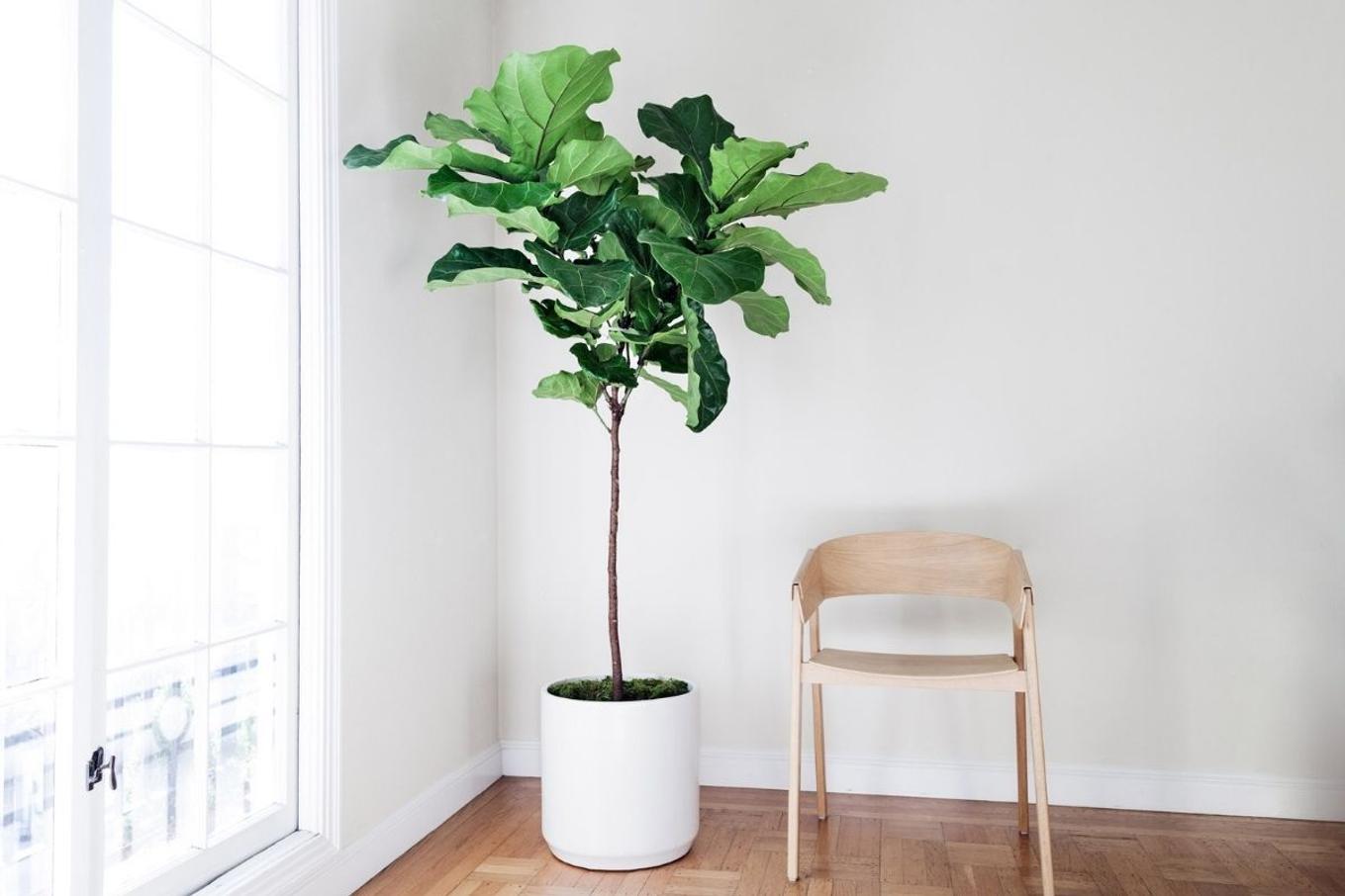 A real living Fiddle Leaf Fig in a bright living room