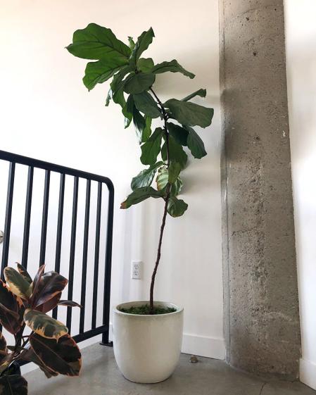 indoor plants picture