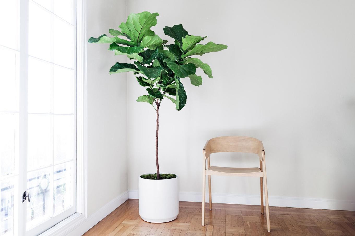 Fiddle Leaf Fig Tree in San Francisco
