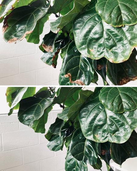 indoor plants picture