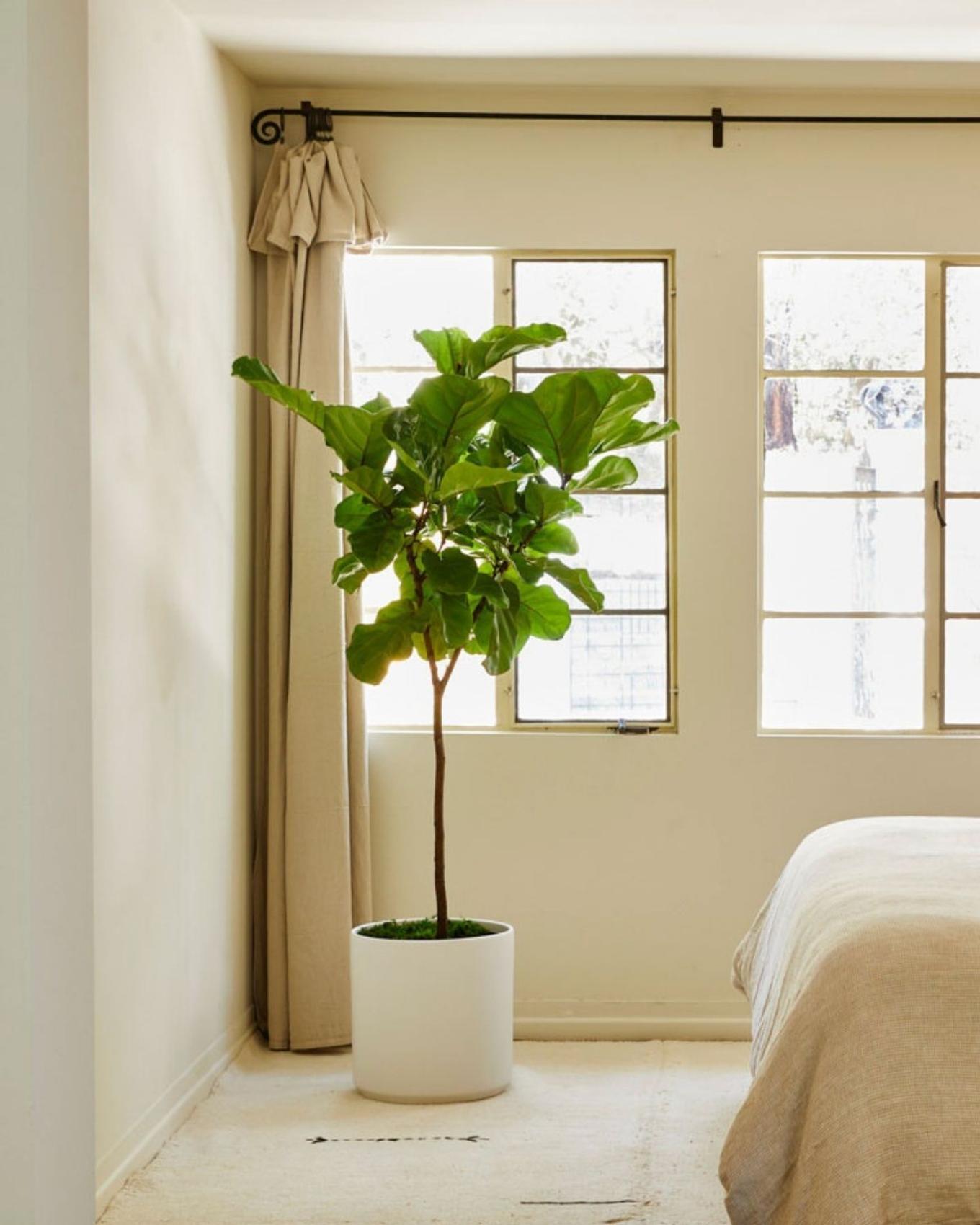 A Fiddle Leaf Fig Tree decorating a warm bedroom