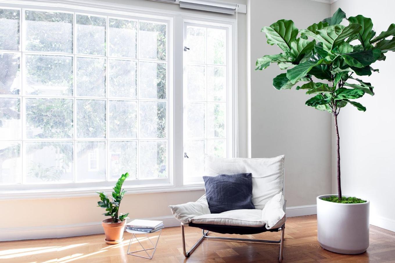 A Fiddle Leaf Fig Tree in a bright minimlaist living room