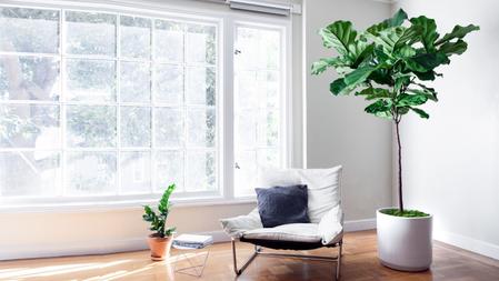 The Ultimate Guide to Watering Your Fiddle Leaf Fig