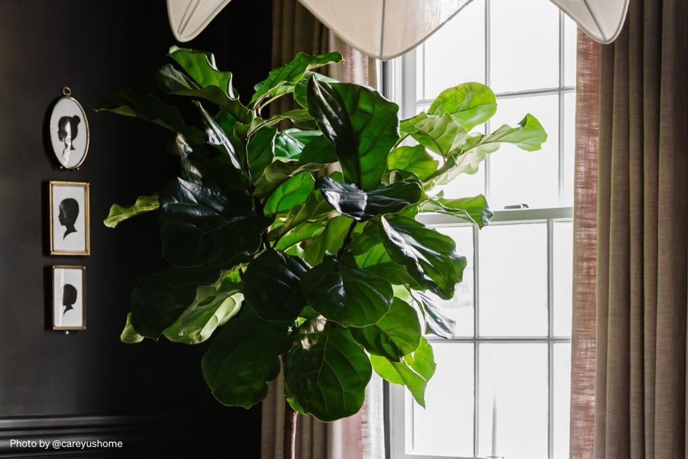 Fiddle Leaf Fig tree adorning dining room
