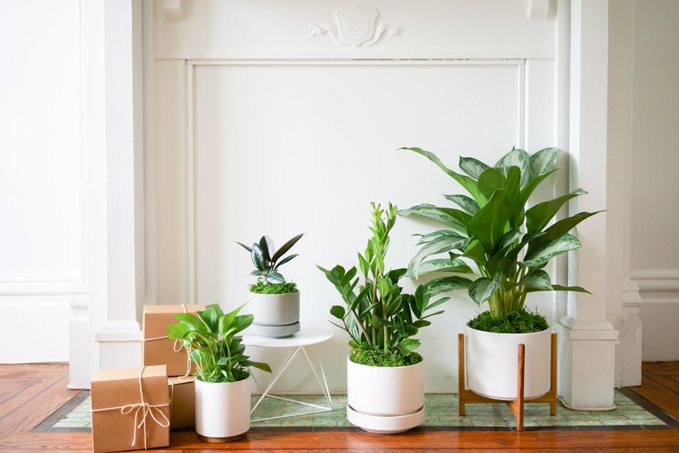 A selection of ideal plant gifts