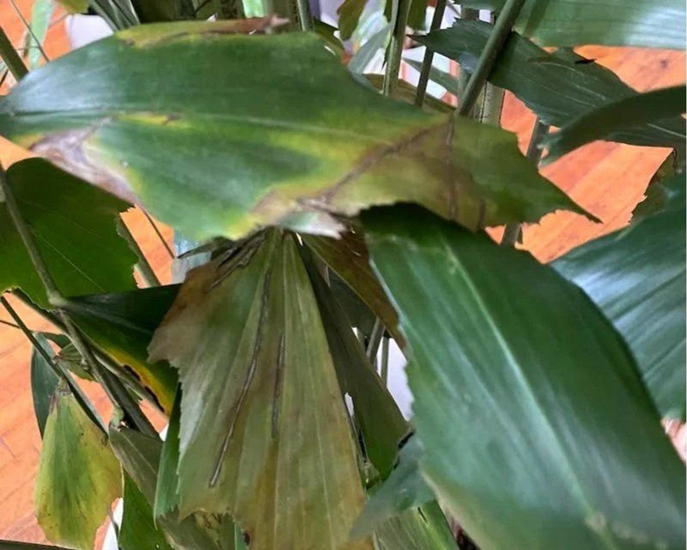 Fishtail Palm with yellow and brown leaves