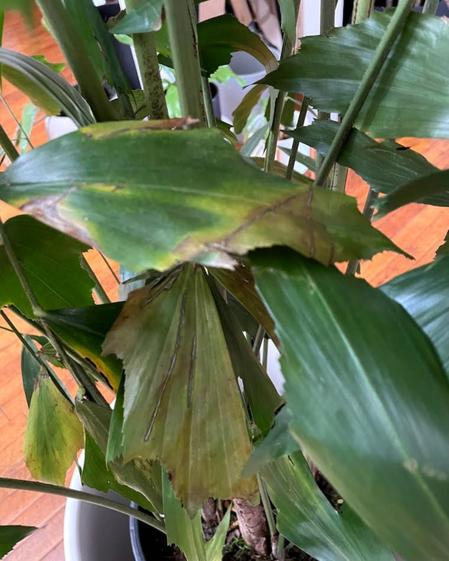 indoor plants picture