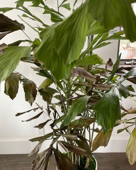 indoor plants picture