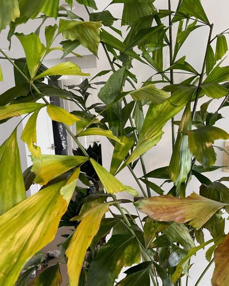 indoor plants picture