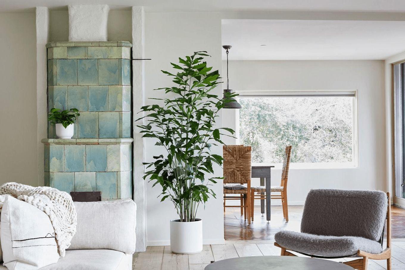 Fishtail Palm decorating a bright and cozy living room