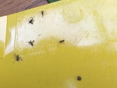 How to Get Rid of Fungus Gnats