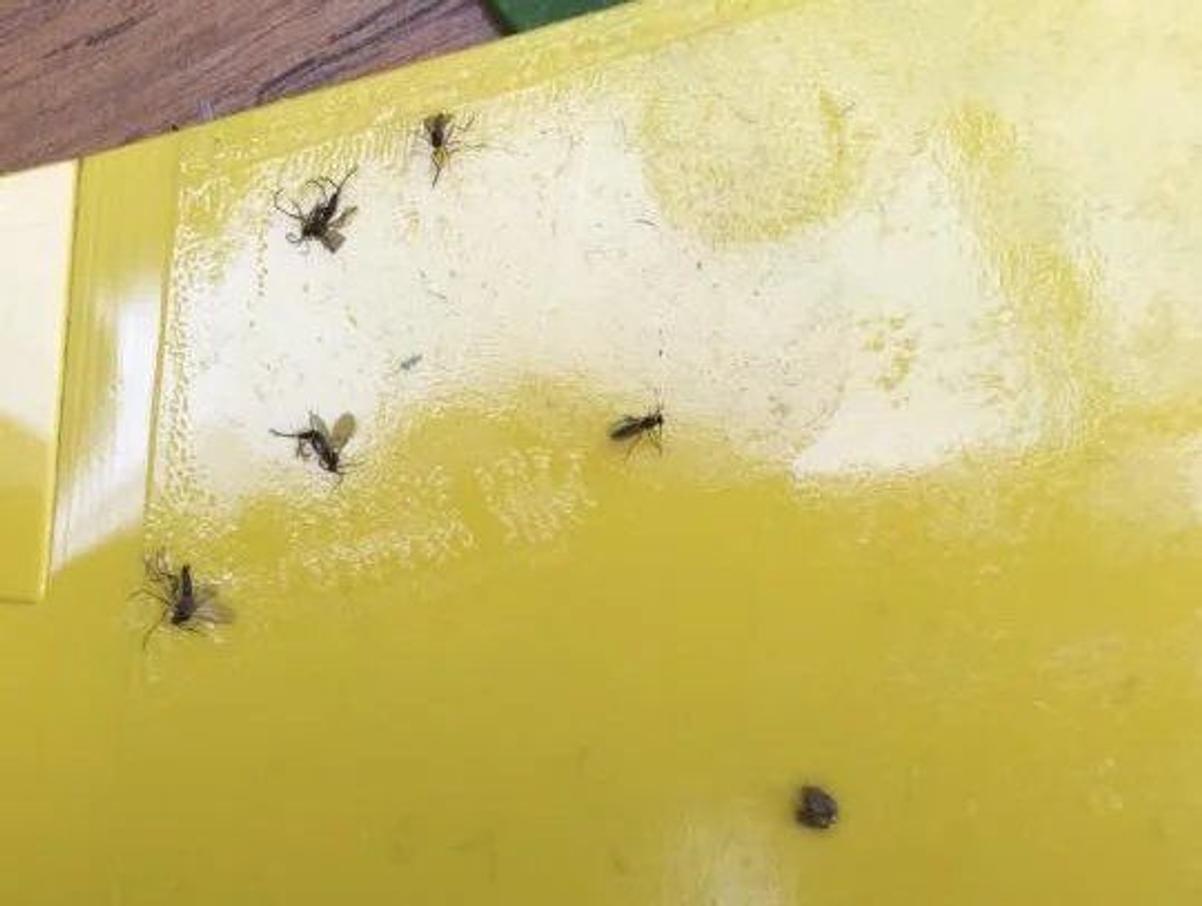 Fungus gnats on an indoor plant