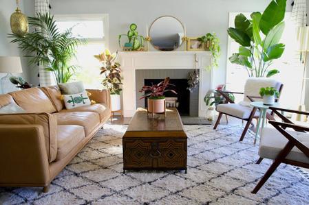Fact vs Fiction: Do Houseplants Attract Insects?