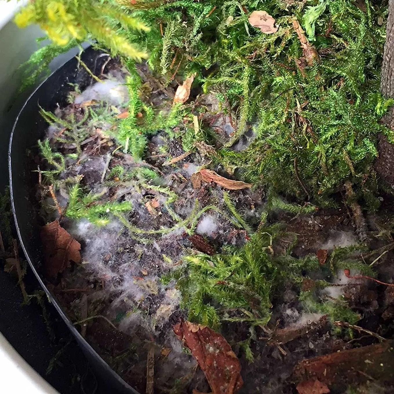 White mold on houseplant soil
