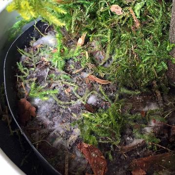 Fact or Fiction: Is Mold Bad For Plants?