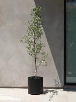 Fact or Fiction: Will Olive Trees Grow Indoors?