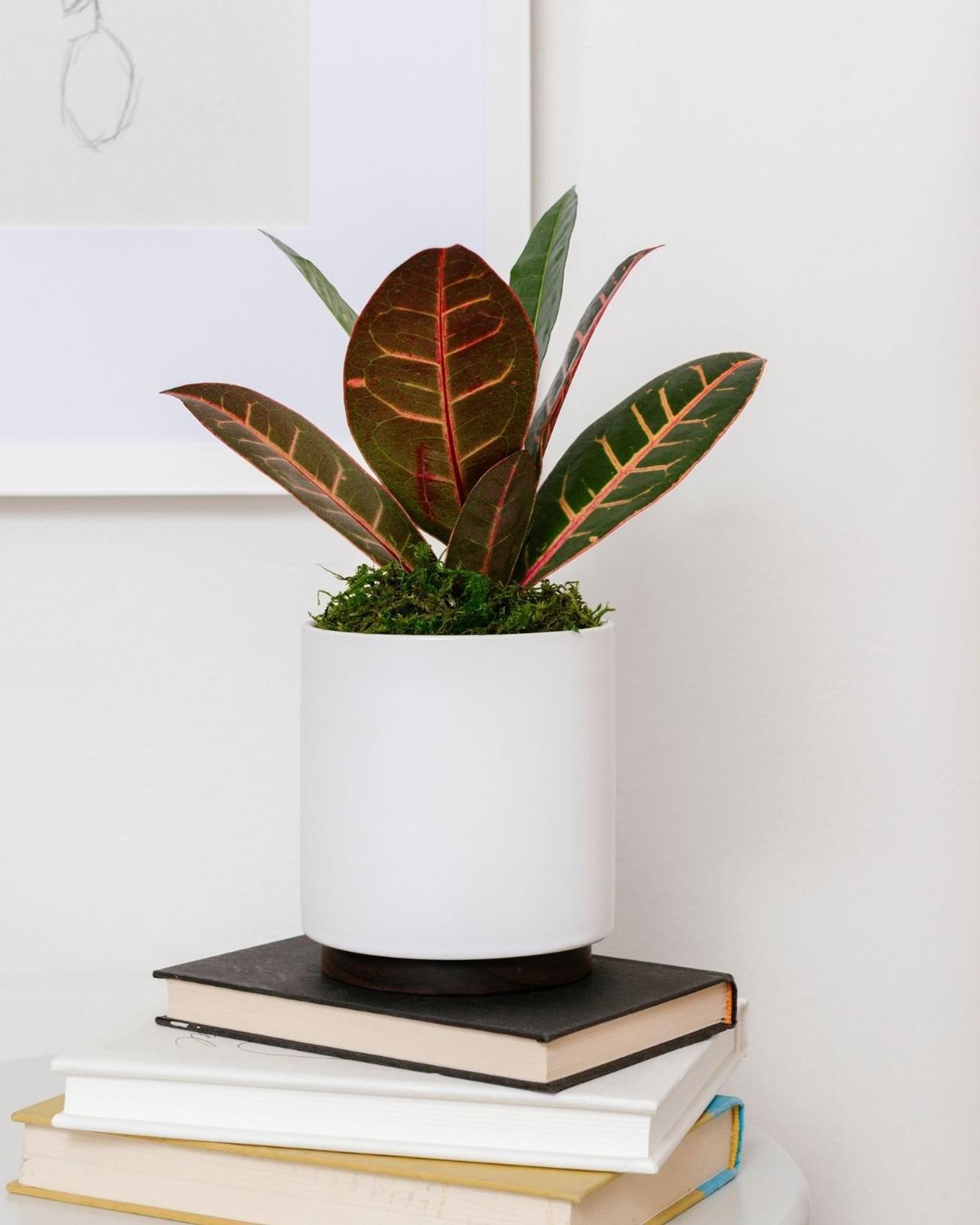 Croton Petra adorning a bedside table