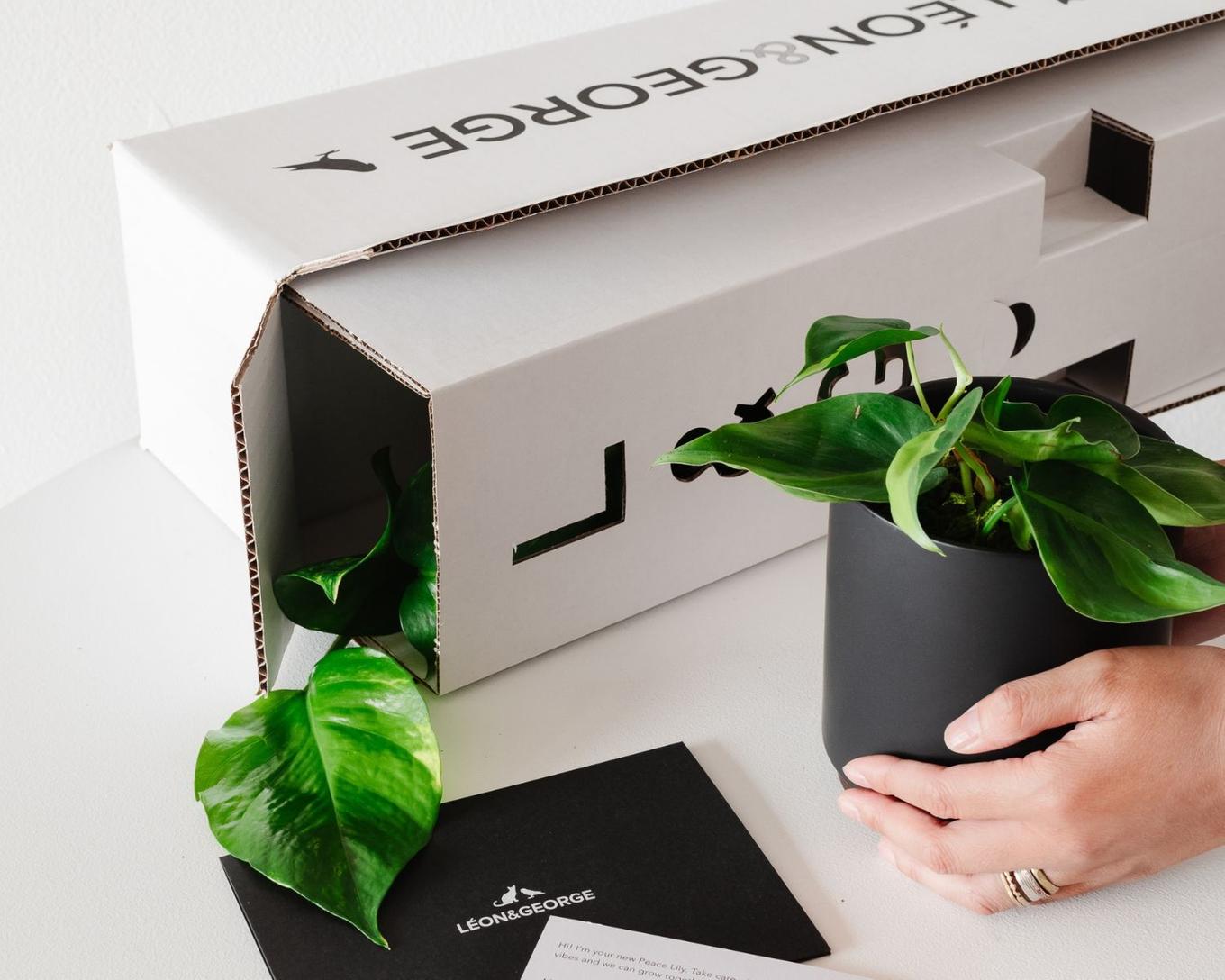 Plant gifts now available for shipping nationwide