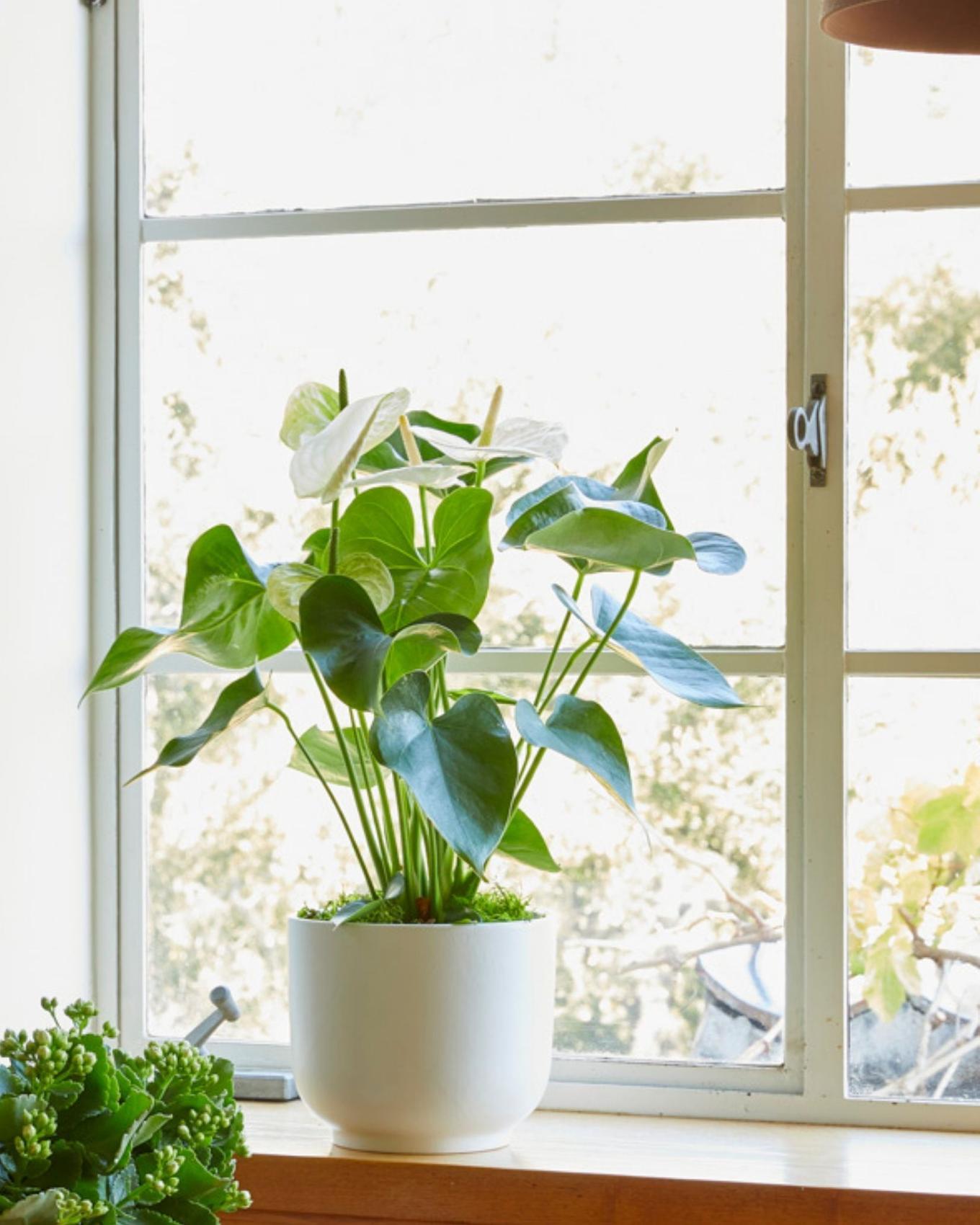 A beautifully flowering anthurium on a kitchen sill