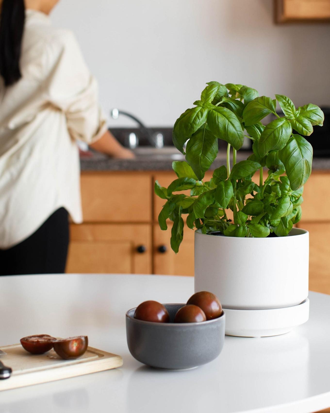 Kitchen table with bright Basil plant
