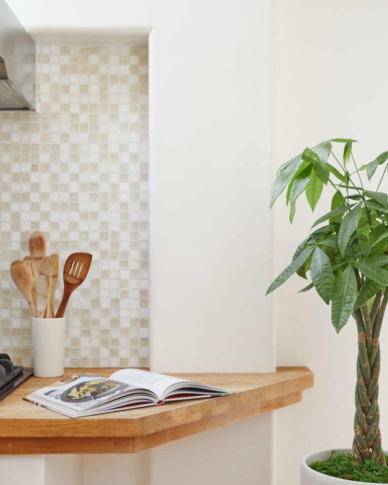 A tall Braided Money Tree next to a kitchen countertop