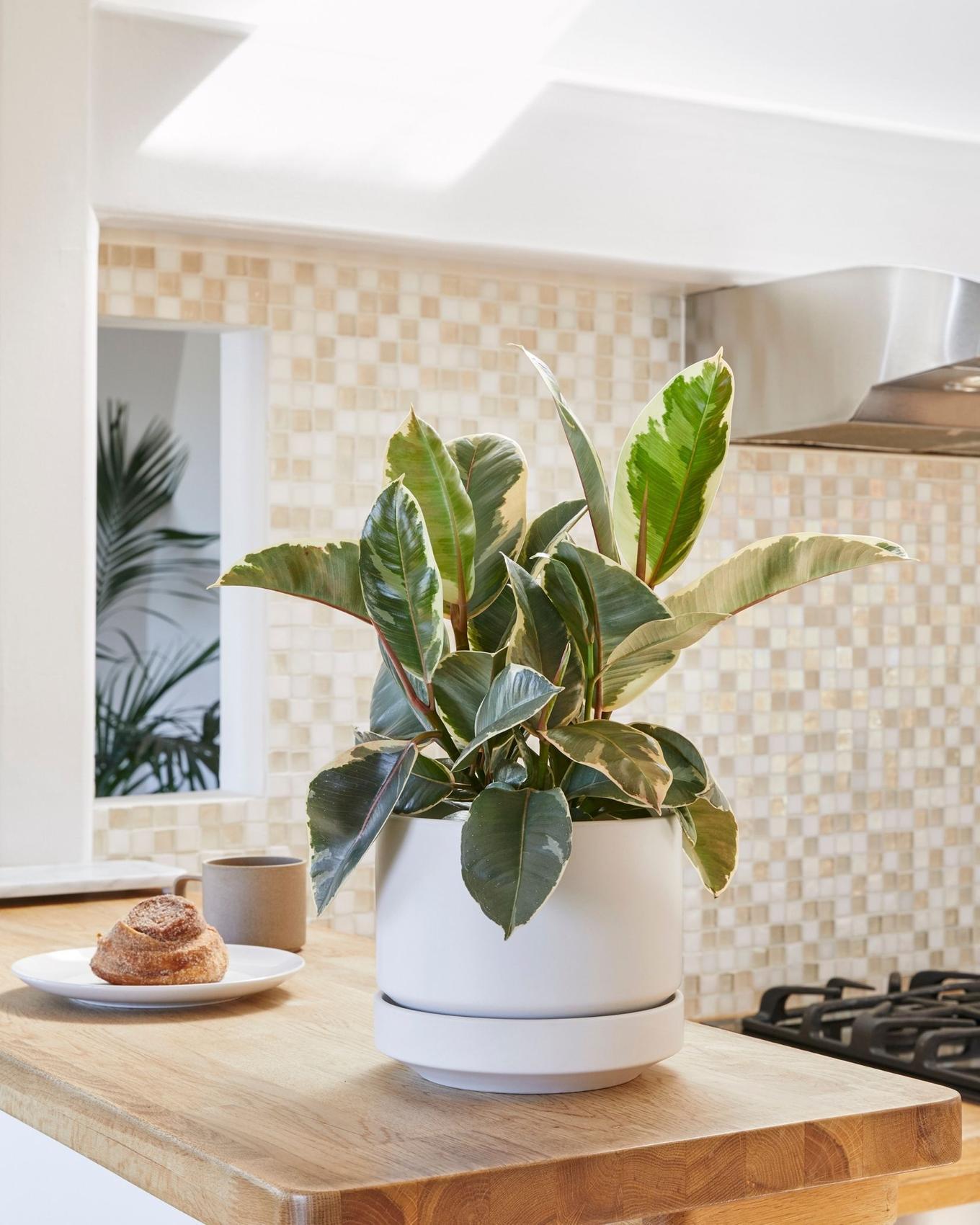 Bright kitchen bar with a colorful Rubber Tree