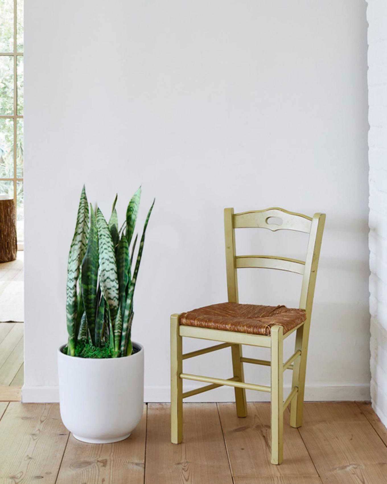A Snake Plant sitting next to a kitchen chair