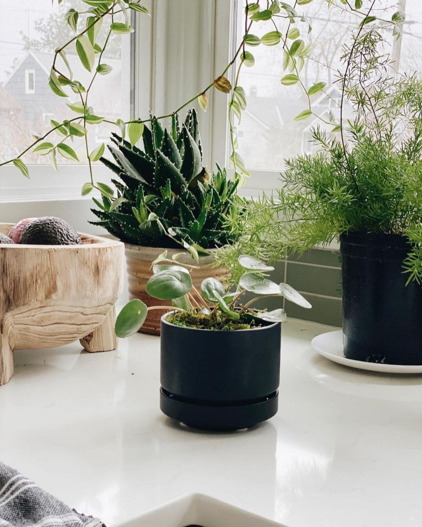 A plant-filled corner in a kitchen.